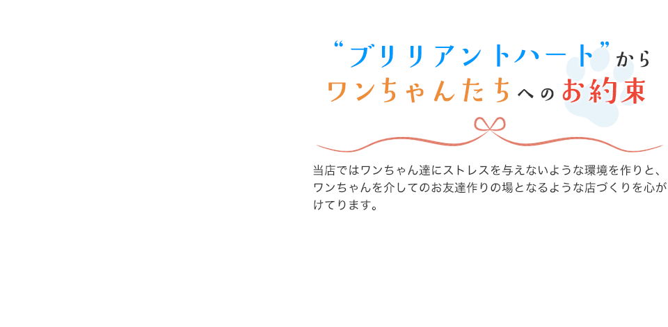 “ブリリアントハート”からワンちゃんたちへのお約束 当店ではワンちゃん達にストレスを与えないような環境を作りと、ワンちゃんを介してのお友達作りの場となるような店づくりを心がけてります。